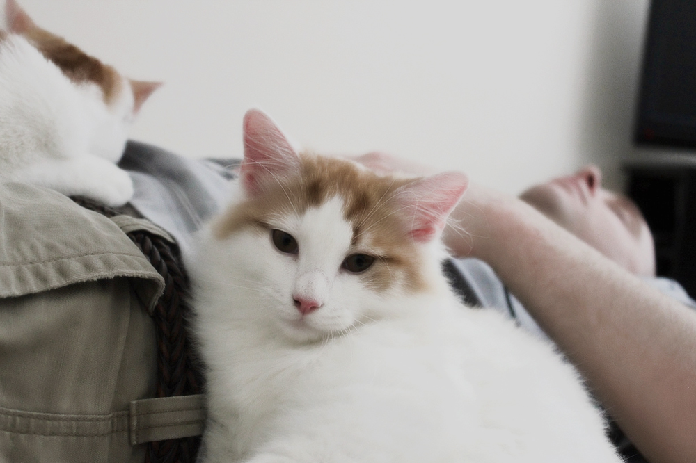 Если кошка спит в вашей постели, что это значит?